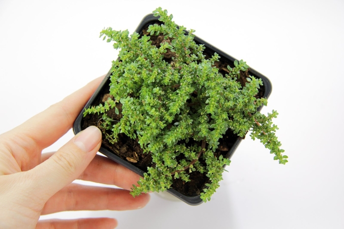 Пилея мелколистная