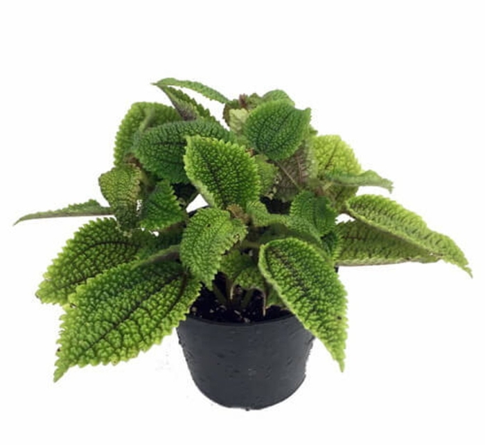 Пилея мун вэлли