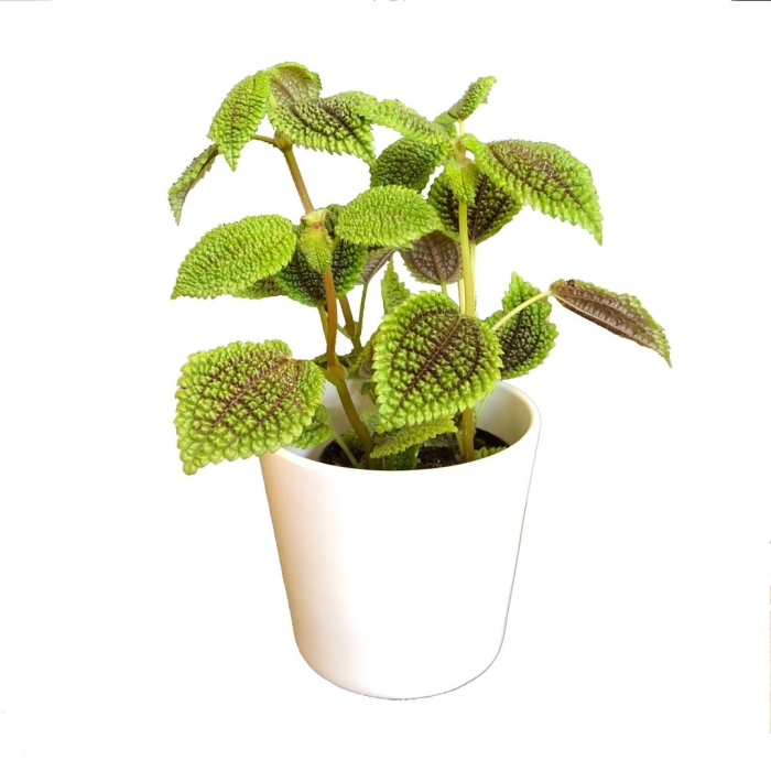 Пилея моон валлеу