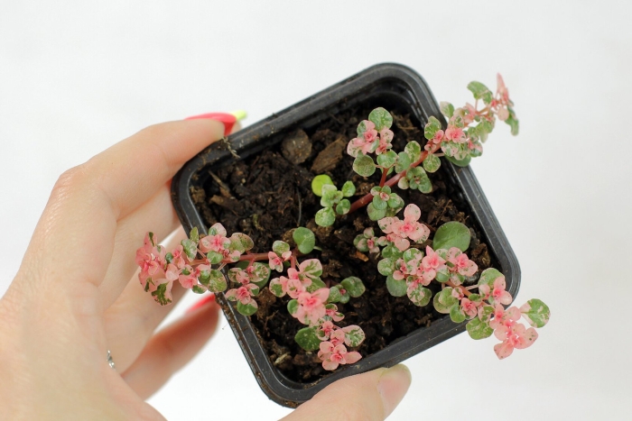 Пилея microphylla