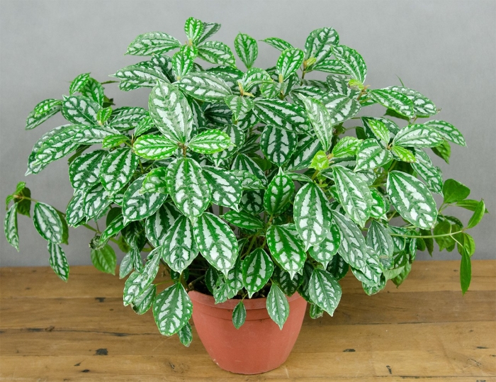 Пилея кадье комнатный цветок