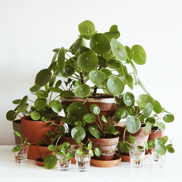 Пилея пеперомиевидная росток