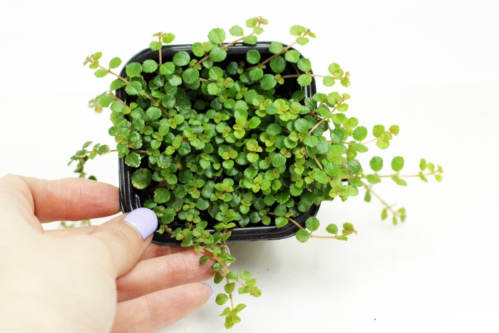 Пилея депресса (pilea depressa)