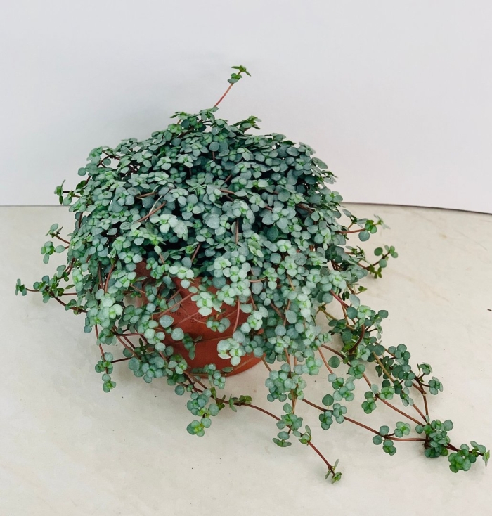 Пилея сизая