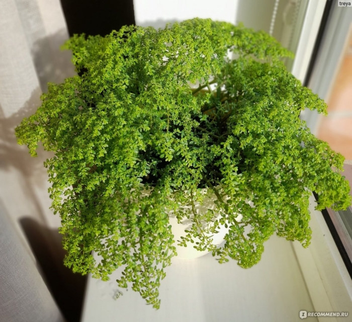 Пилея микрофилла