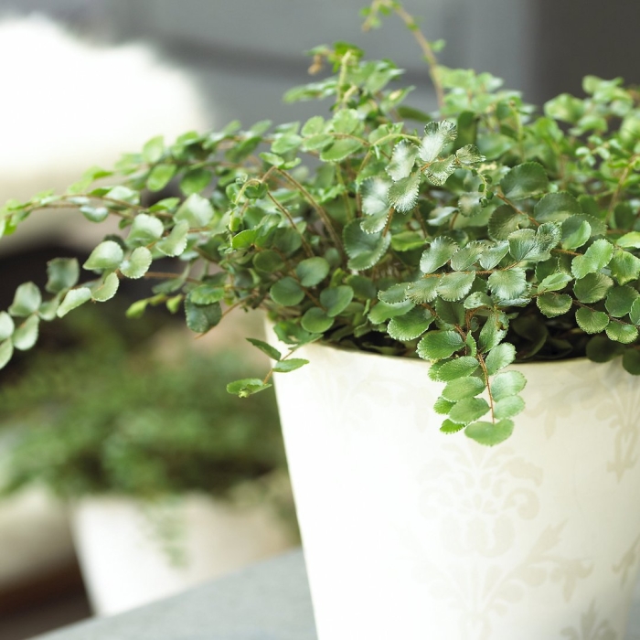 Папоротник пеллея