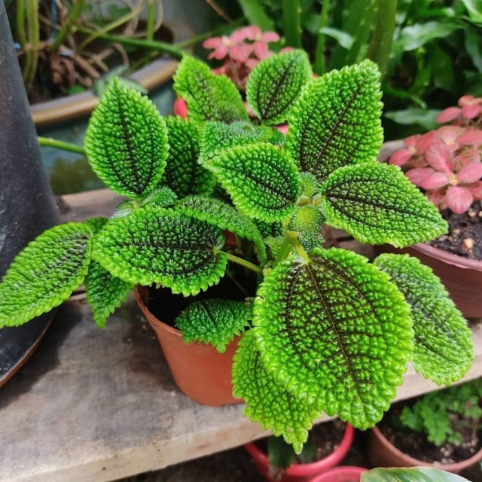 Пилея involucrata