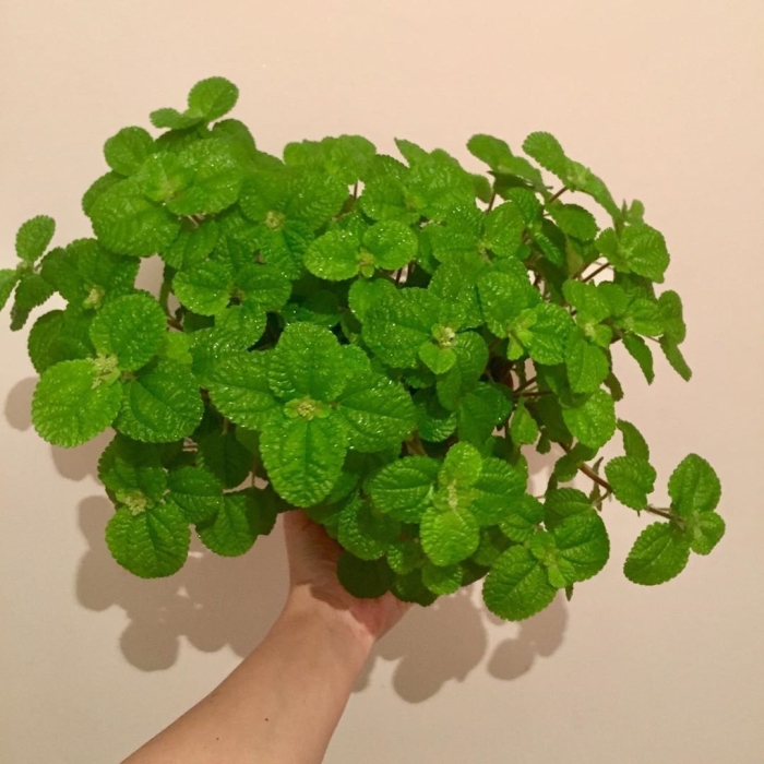 Пилея монетолистная (pilea nummulariifolia)