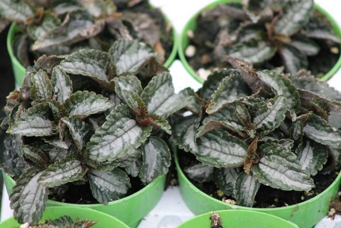 Пилея серебристая эллен