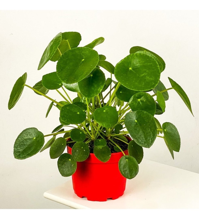 Pilea peperomioides