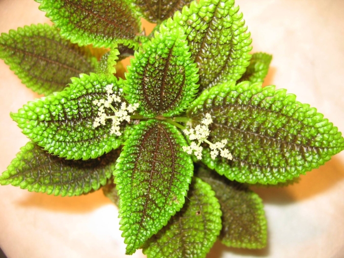 Пилея молис