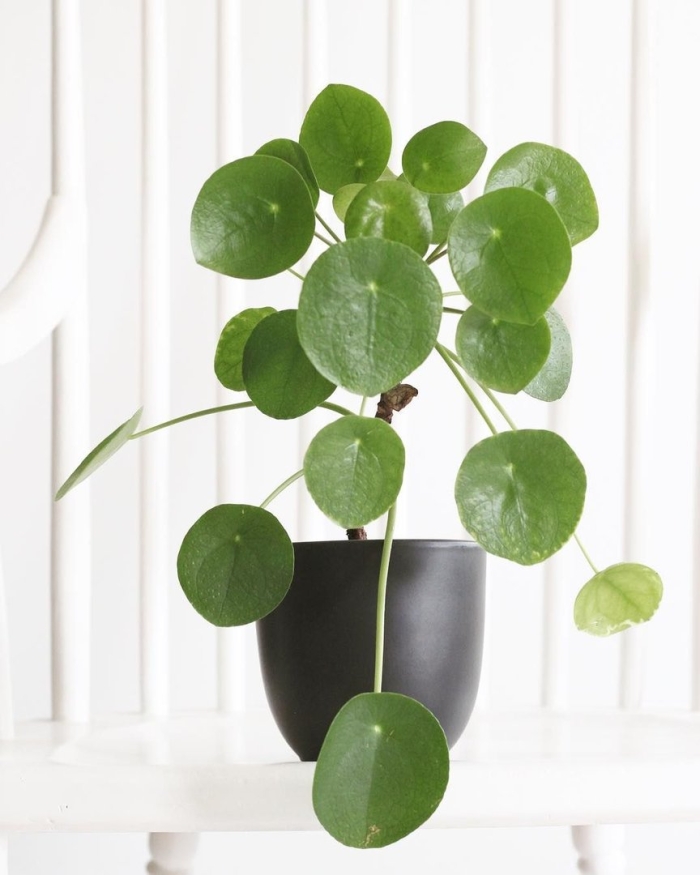 Pilea peperomioides