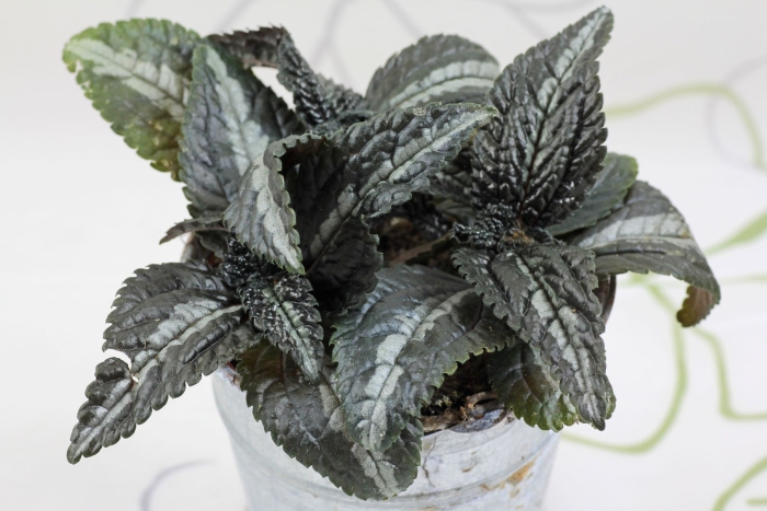 Пилея сильвер