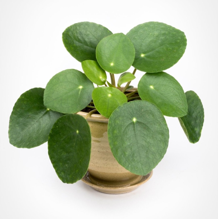 Пилея пеперомиевидная