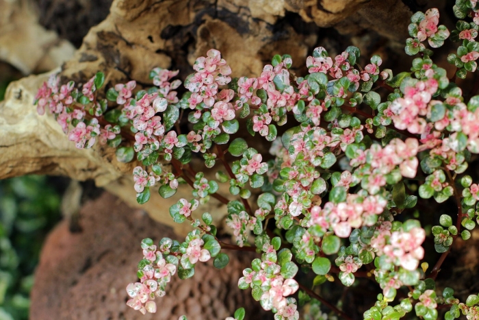 Пилея мелколистная вариегата