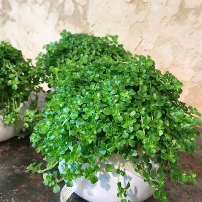 Солейролия комнатное растение