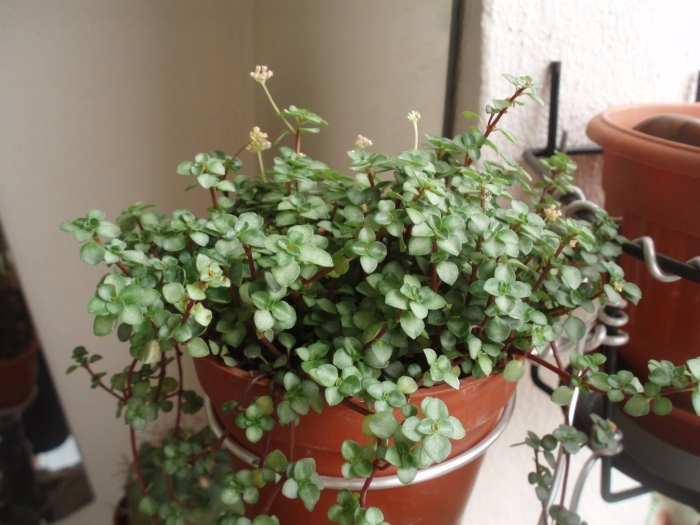 Пилея пиноккио