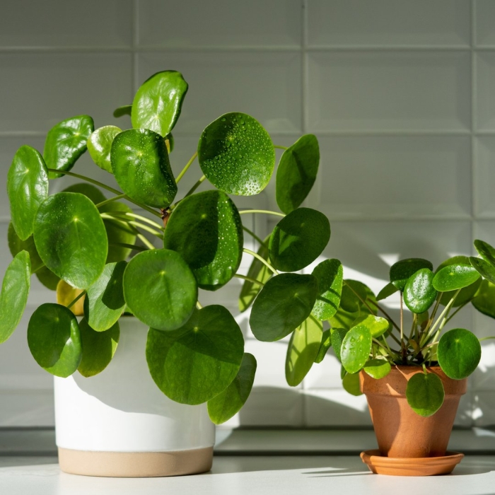 Пилея пеперомиевидная