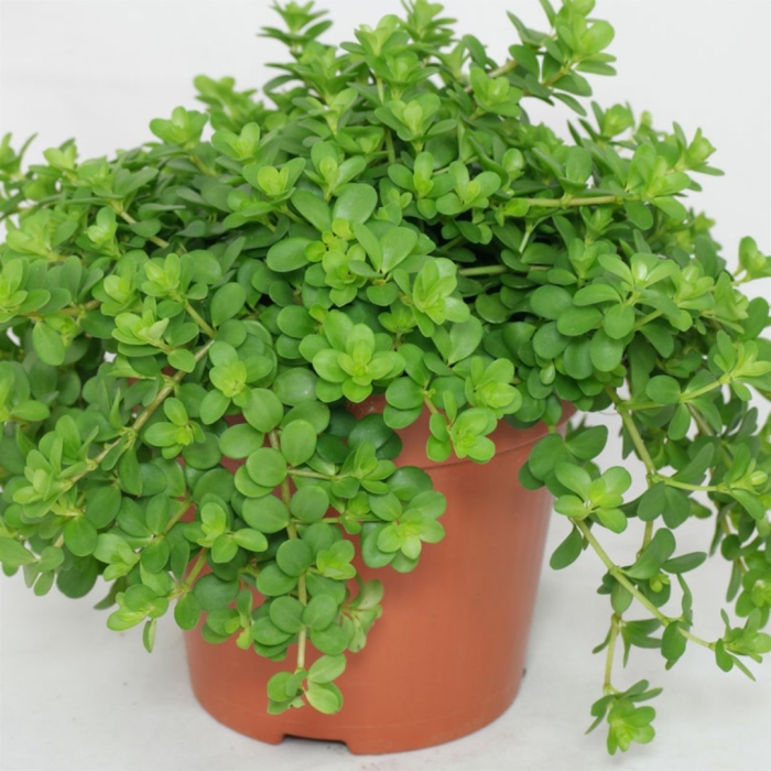 Пеперомия круглолистная peperomia rotundifolia