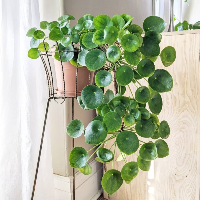 Pilea peperomioides
