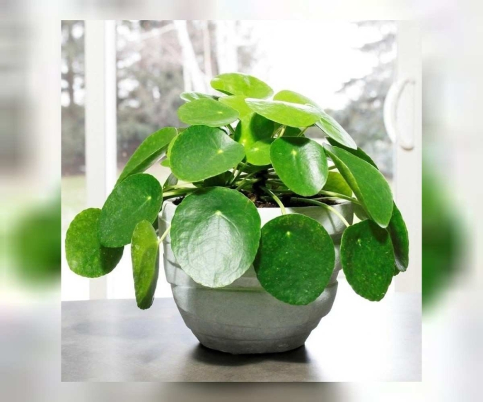 Pilea peperomioides
