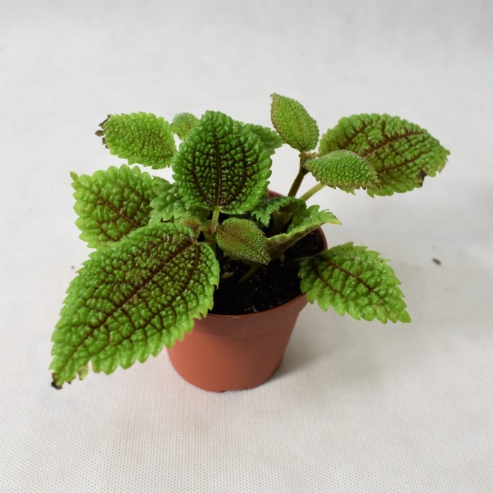 Цветок пилея