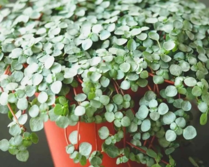 Пилея аквамарин