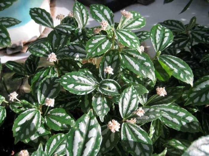 Пилея кадье