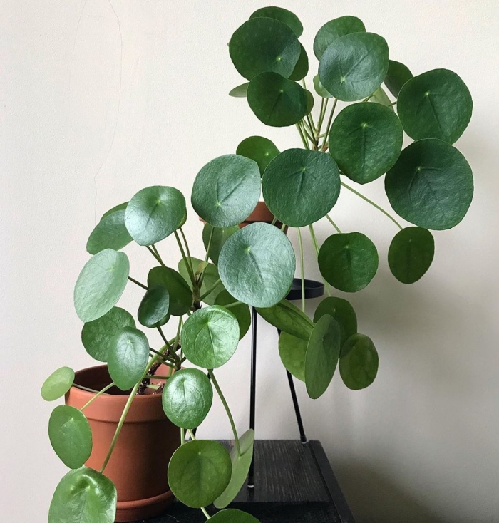 Peperomia rotundifolia