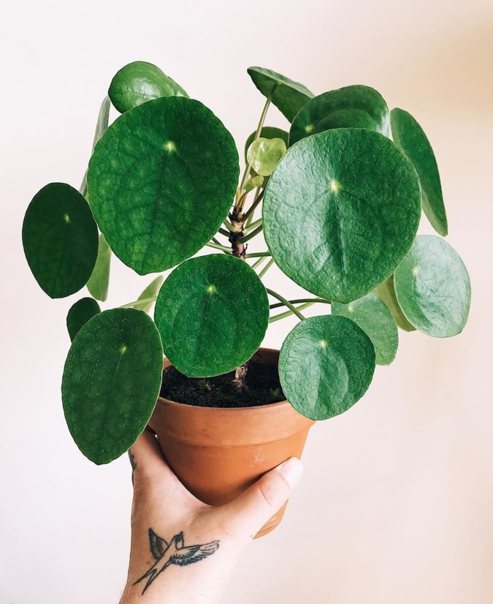 Пилея пеперомиевидная уход в домашних условиях