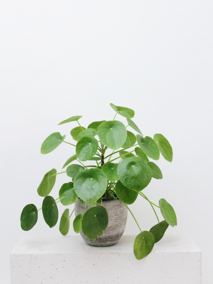 Пилея кадье пеперомиевидная