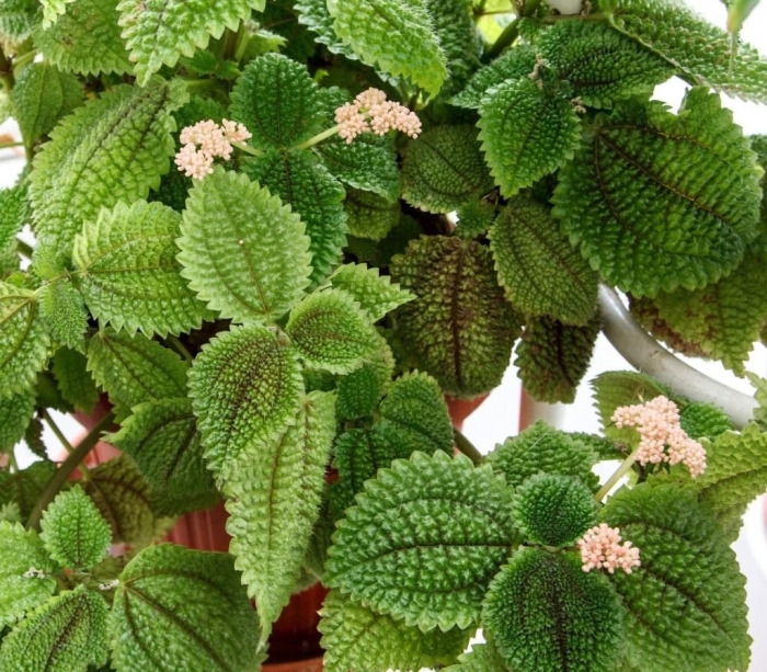 Пилея монетолистная