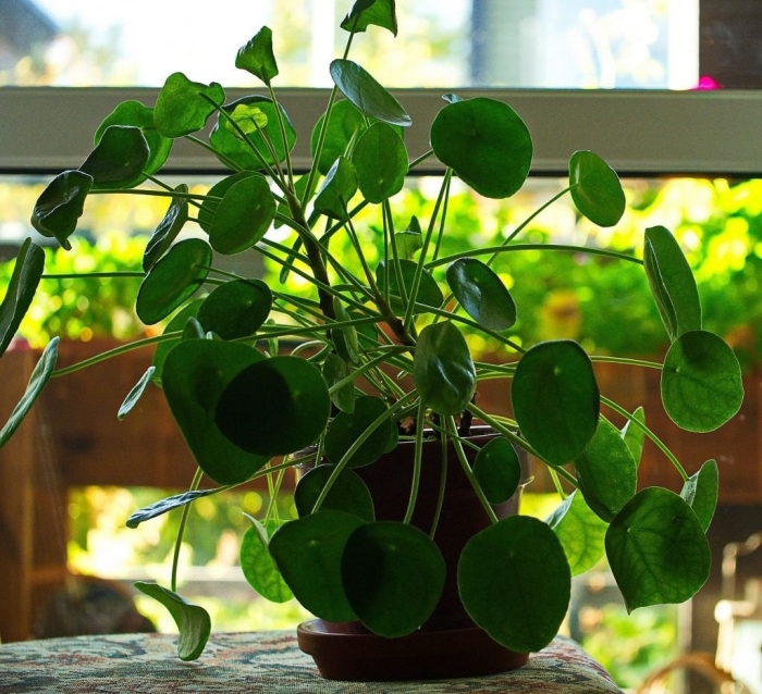 Пилея пеперомиевидная мохито