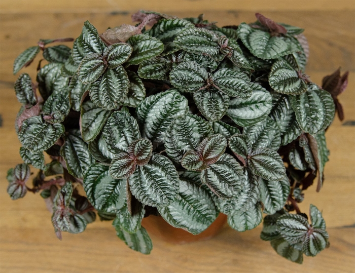 Пилея спруса норфолк