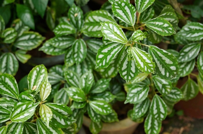 Пилея мелколистная вариегатная