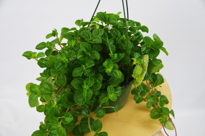 Пилея нумуларифолия