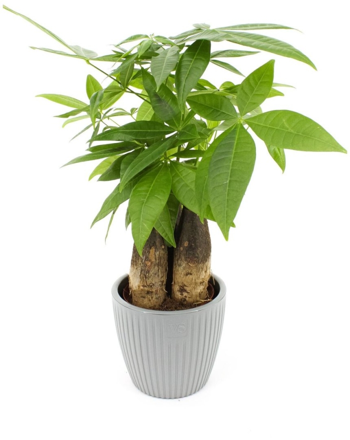 Пахира акватика уход