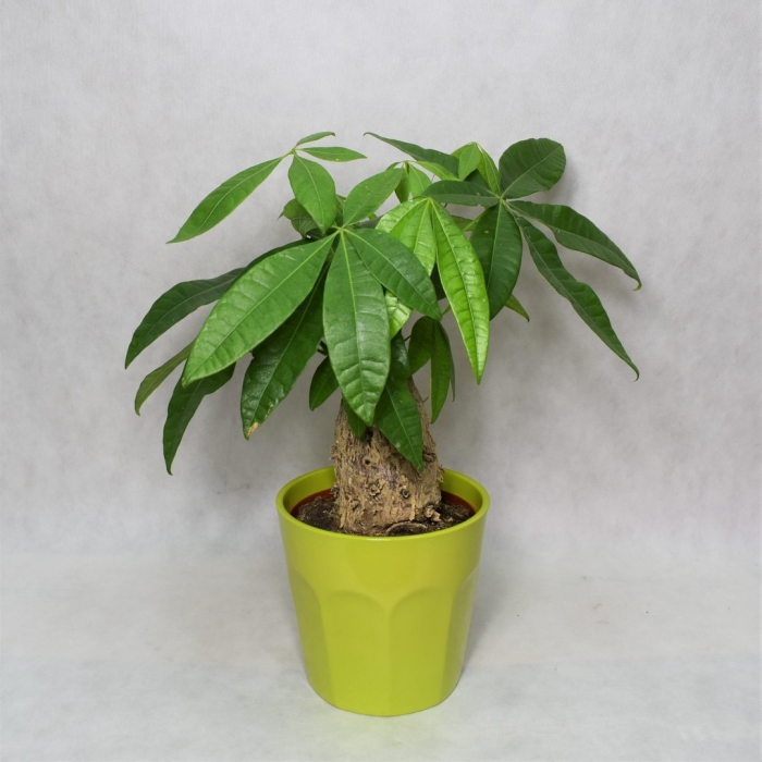 Пахира акватика баобаб