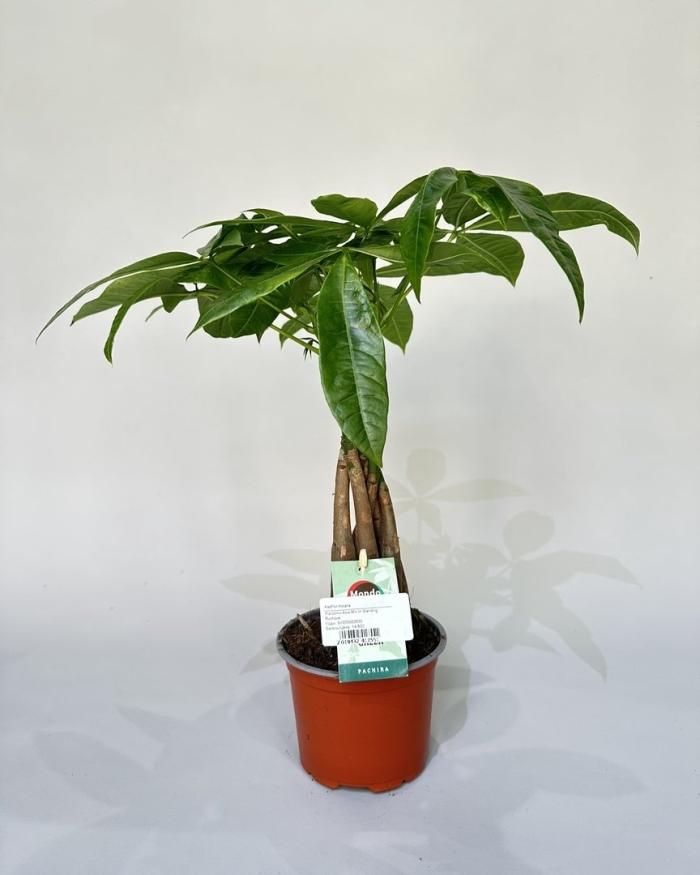 Пахира акватика цветок