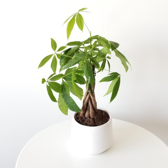 Пахира акватика дерево счастья 12 45