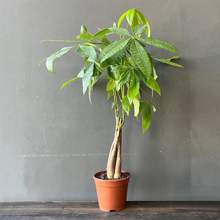 Пахира цветок