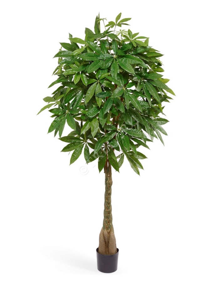 Пахира акватика дерево счастья