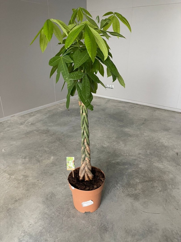 Пахира акватика