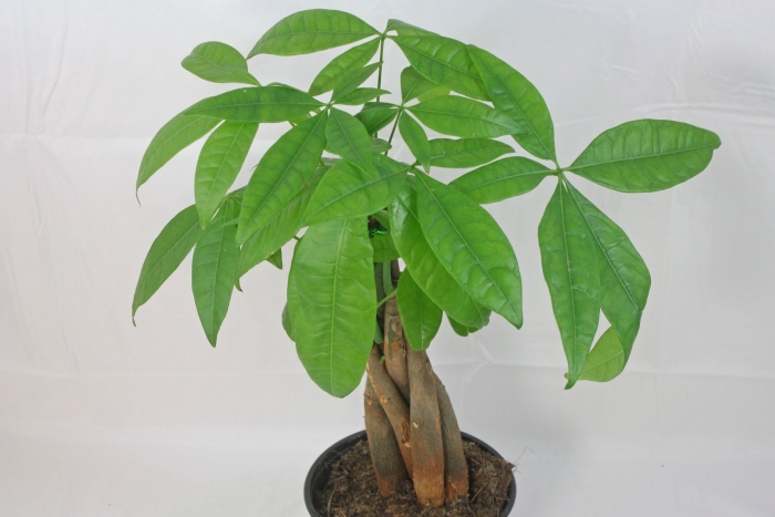 Пахира круглолистная