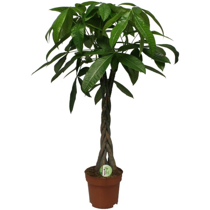 Пахира цветок