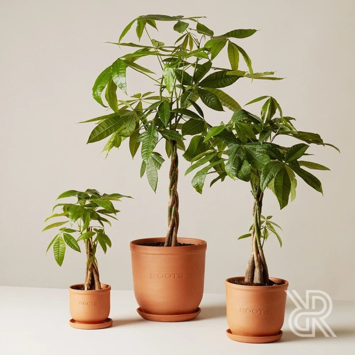 Пахира акватика