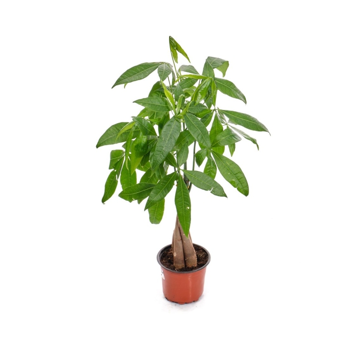 Пахира акватика цветок