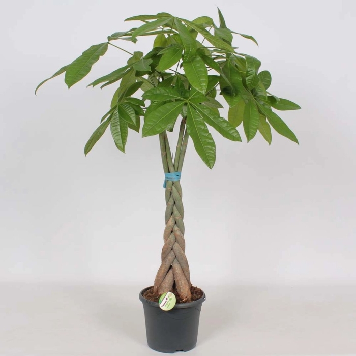 Пахира цветок комнатный