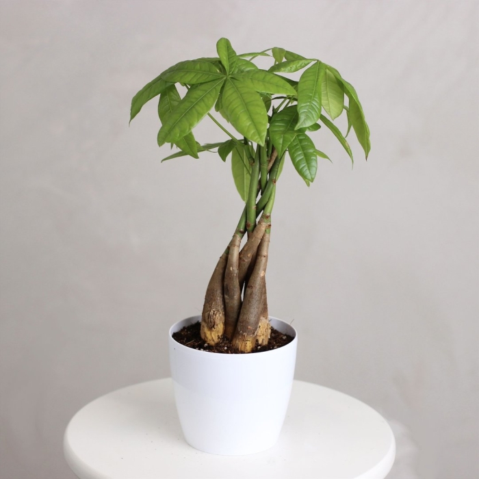 Пахира акватика цветок