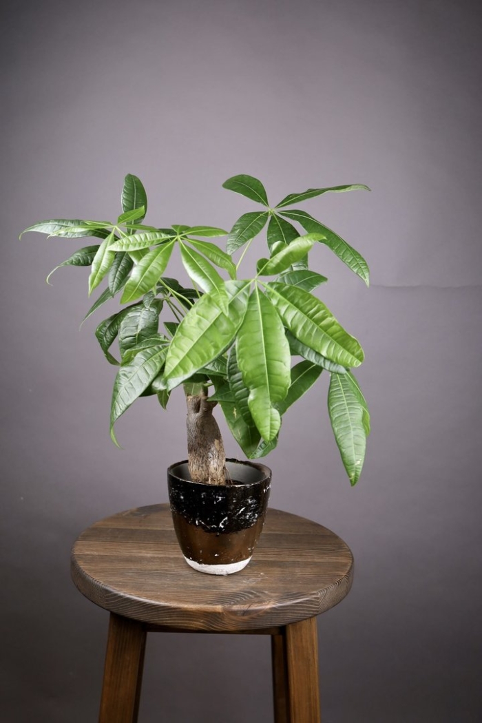 Пальма пахира